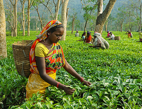 Indian Tea Industry Grappling with Challenges: ITA