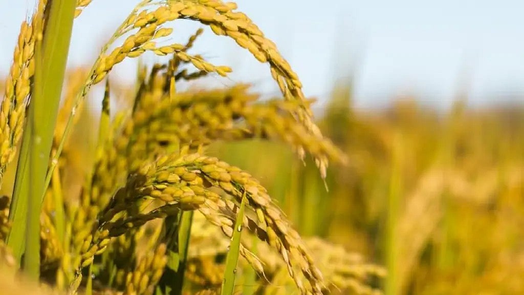 Kharif Crops Sowing this Season May Exceed Last Years Level: ICRA