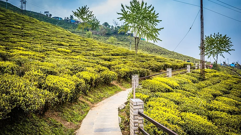 Tea gardens of Assam - null