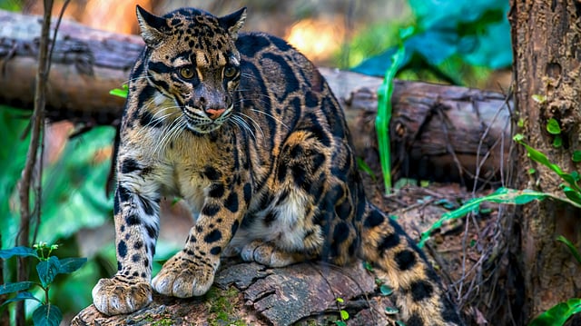 Clouded Leopard Sighting in Northeast India Goes Viral, Reveals Rare Predatory Behaviour