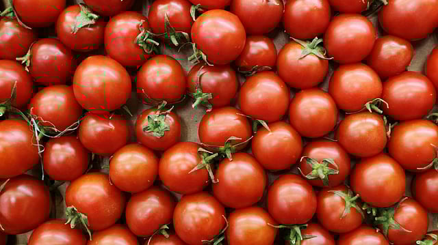 Govt Blames Heavy Rains for Tomato Price Spike in Delhi as National Average Rates Remain Stable