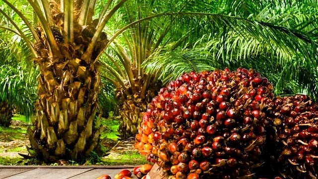 Oil Palm Cultivation Emerges as Sustainable Source of Income for Chhattisgarh Farmers