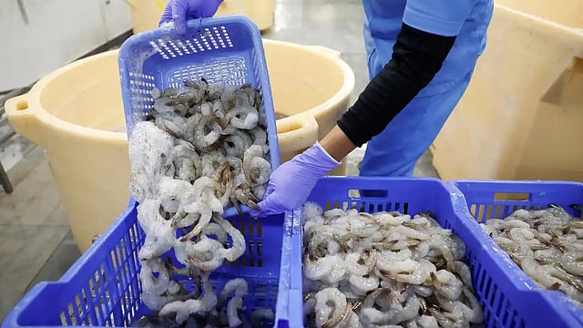 Shrimp Exporters Seek Govt Aid as Trump Tariffs Threaten $2 Billion of Exports