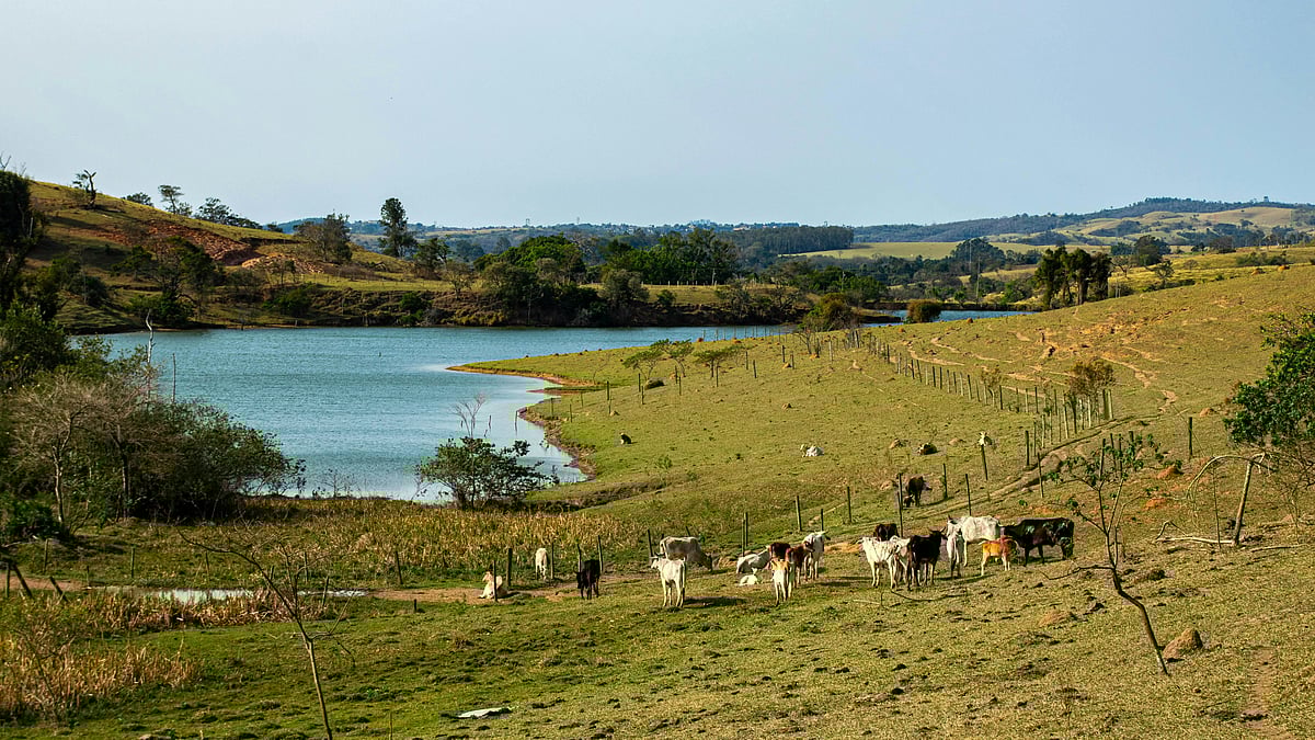 Photo by Nicholas Shirazawa : JBS aims to showcase Brazil’s low-emission cattle farming practices at COP30 to improve its global environmental standing