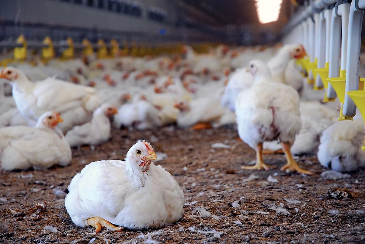 Britannica : Indian Poultry farming