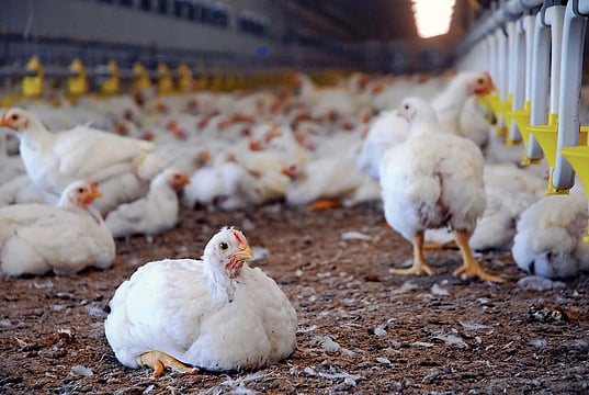 Indian Poultry Alliance Set to Reach ₹800 Cr Topline this Year