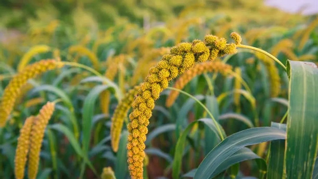 FCI Procures 2,442 Metric Tonne of Ragi in Odisha