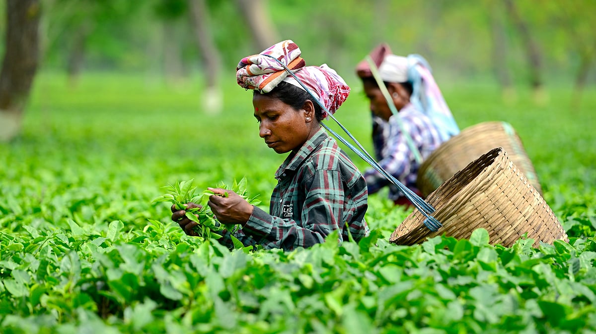 Tea farm in Assam, India