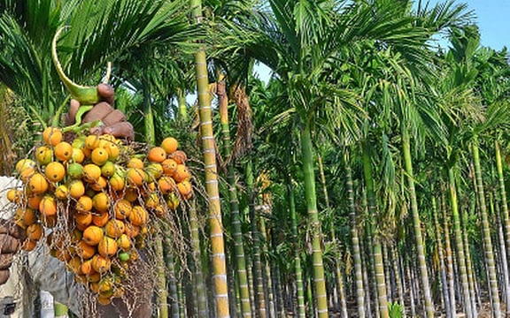 Amid Confusion Over WHO Report, Centre Asks Scientists to Study if Areca Nut is Non-Carcinogenic