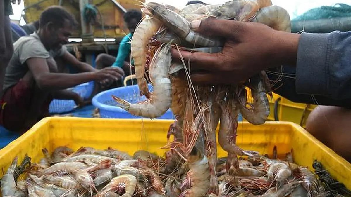 India Can Explore Alternative Markets to Offset US Tariffs: MPEDA Chief       