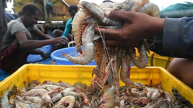 India Can Explore Alternative Markets to Offset US Tariffs: MPEDA Chief       