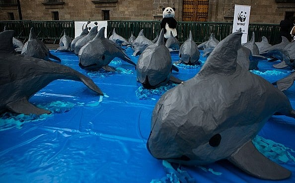 Cardboard Vaquita figures are seen during a protest of World Wildlife Found (WWF), outside the National Palace in 2017