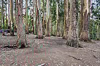 Photo: Shutterstock : India has lost nearly 15% of its tree cover in two decades, undermining its climate pledge to sequester 2.5–3 billion tonnes of CO₂e by 2030