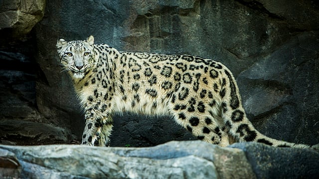 Year-Round Sightings of Snow Leopards in J&K Signals End of Migratory Status for Elusive Feline: Report