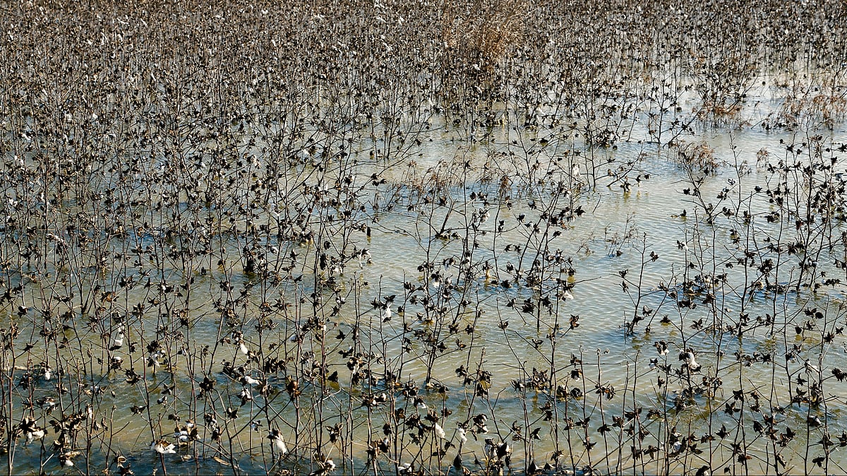 Flooded cotton field amid extreme weather conditions