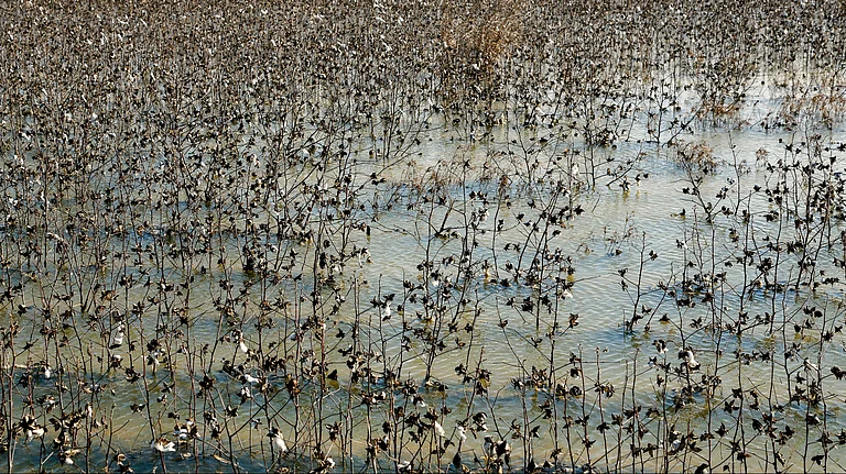 Flooded cotton field amid extreme weather conditions - null