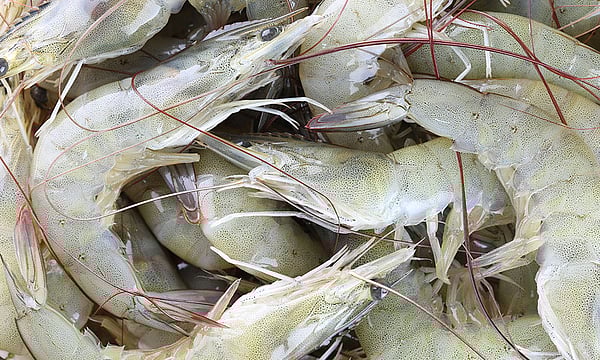 India's Shrimp Exports Expected to Fall 15-18% as US Hikes Tariff: Crisil Ratings