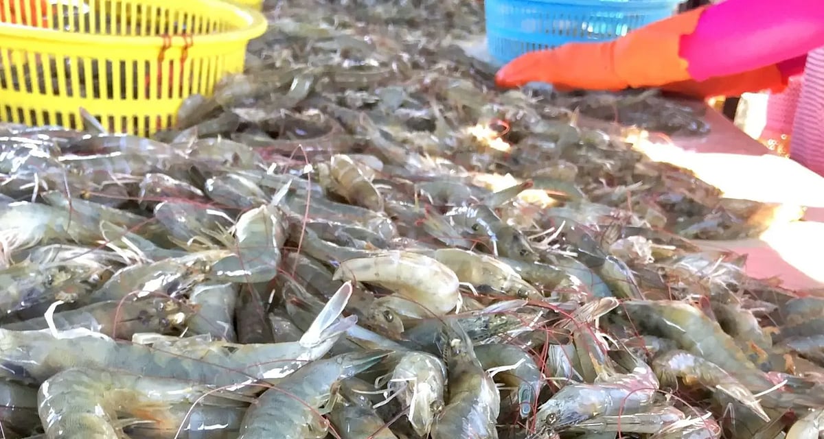 Protect Andhra Shrimp Sector from US Tariff Impact: Commerce Body Urges Centre   