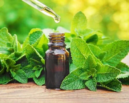 IndiaMART : Mentha Oil