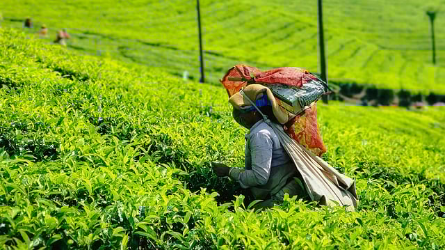 Assam Tea Associations Raise Alarm Over Rising Imports, Call for Constitution of Task Force as Prices Plunge
