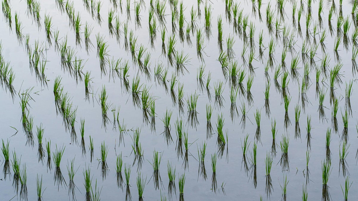 Photo by Lars H Knudsen : Farmers sowing kharif crops amid monsoon rains across rural India