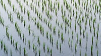 Kharif Acreage Shortfall Can be Recovered as Sowing Continues Till August 15, says Agri Minister Chouhan Photo by Lars H Knudsen : Kharif acreage shortfall can be recovered as sowing continues till August 15, says Agri minister Chouhan