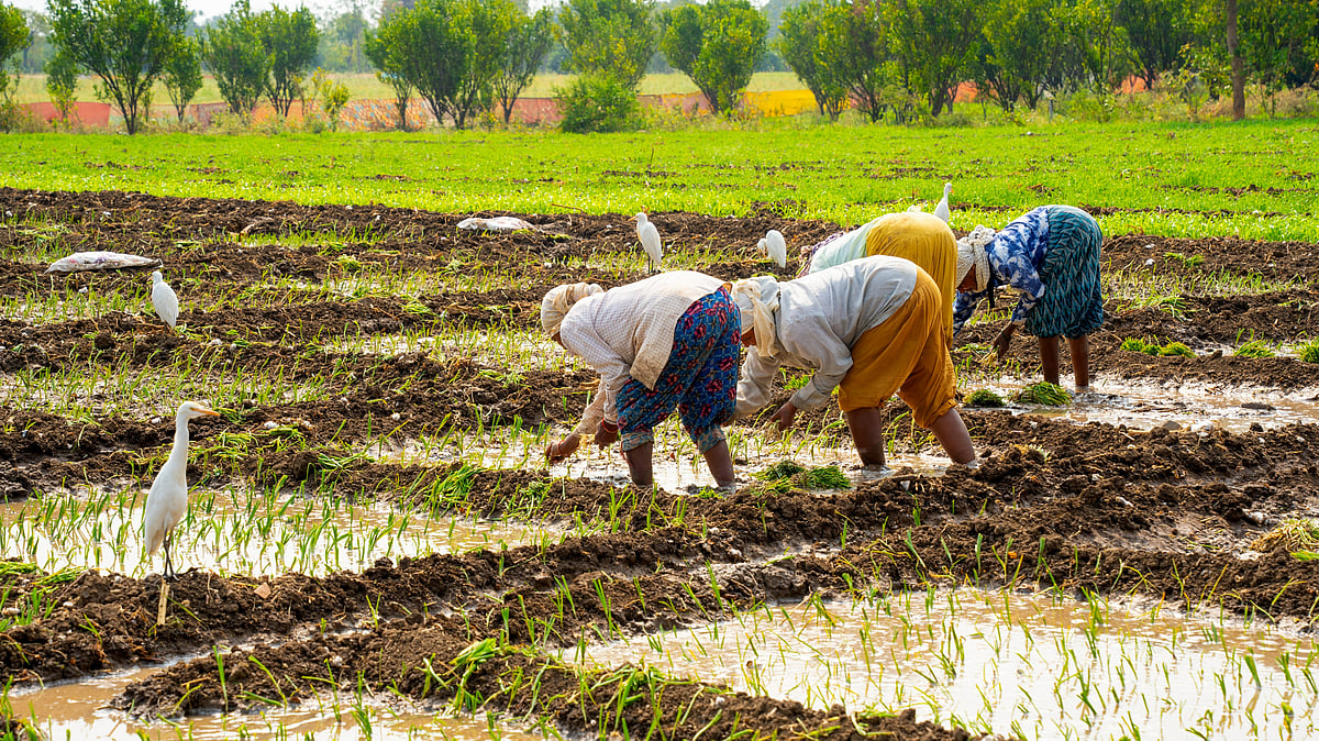 Farmers working in a field amid GST reduction announcement