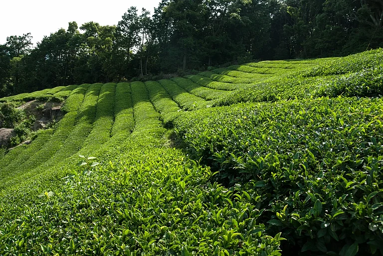 null - The Tea Train