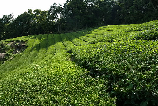 Tea Research Funding Gap Exists in India: Industry Organisation