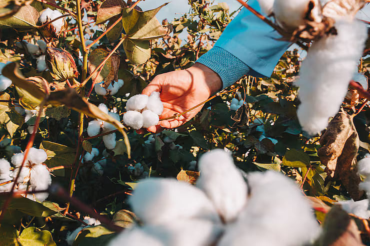 Freepik : Cotton Production