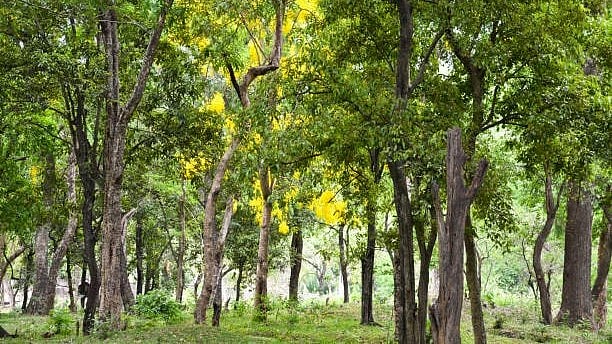 Kerala Cabinet Approves Bill to Sandalwood Felling on Private Land