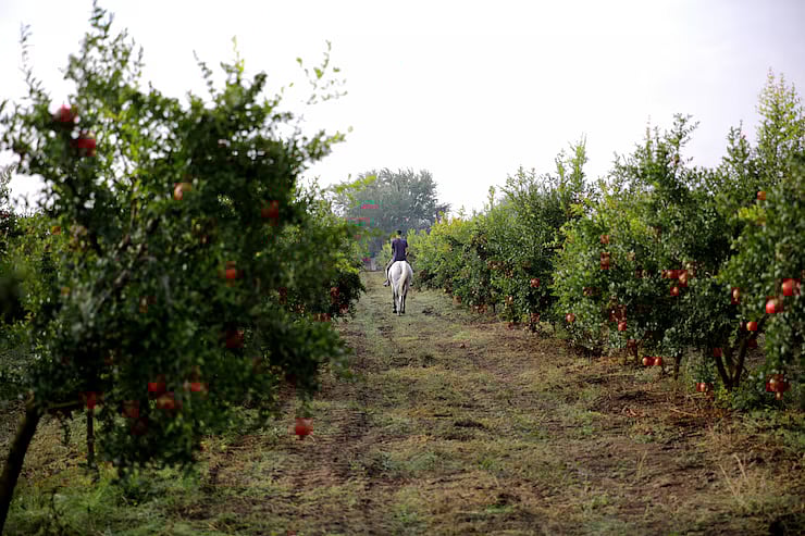 Freepik : Kashmir Apple Growers