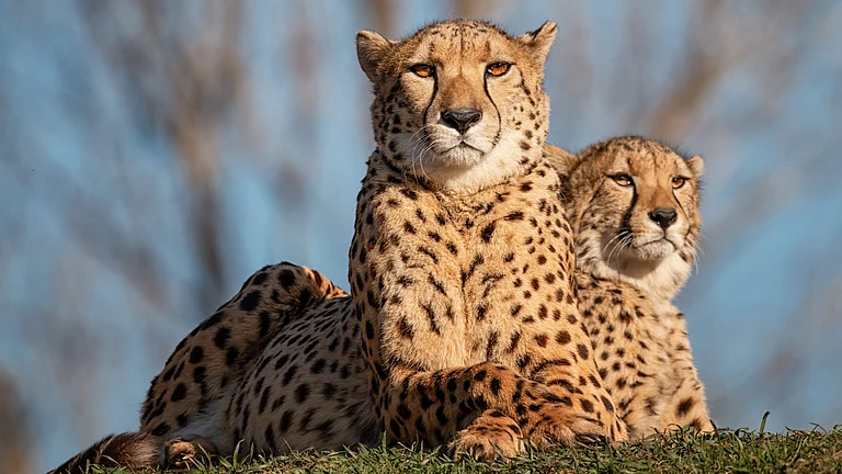 Cheetahs resting in grassland - null