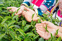 Tea Exports Rise Marginally in First Half of 2025: Board Freepik : Tea Exports