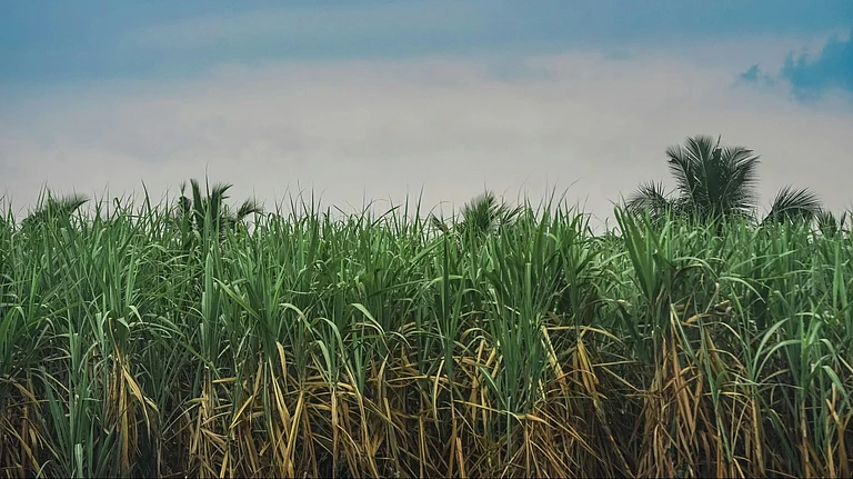 India’s Ethanol Blending Programme surpasses targets, boosting renewable energy and rural economy - Photo by Atlantic Ambience