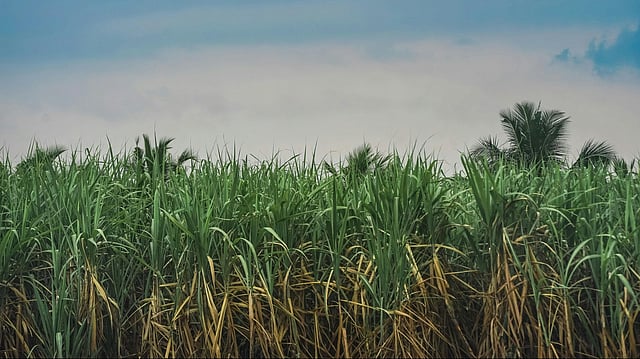 India’s Ethanol Blending Tops Targets Amid ₹40k Crore Investments, Pricing Challenges Cripple Sugar Mills