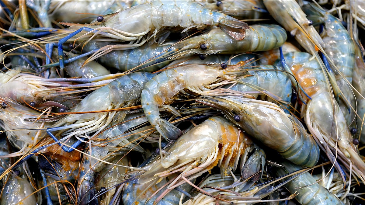 Indian shrimp exporters turn to China to ease the impact of the US tariff on shipments