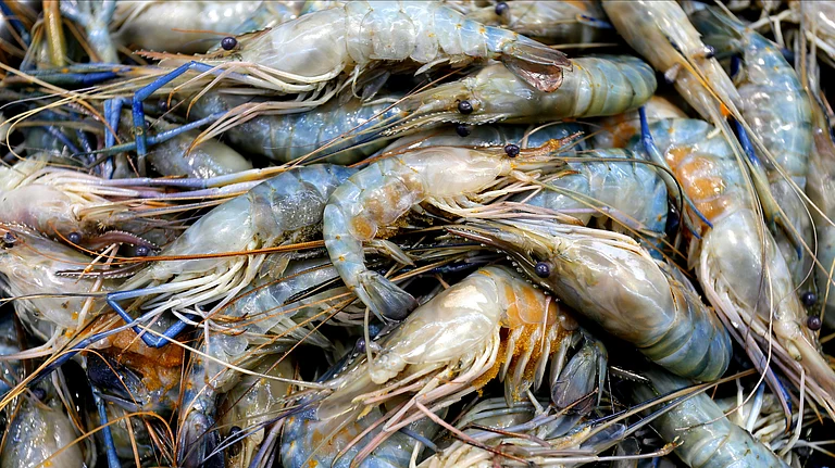 Indian shrimp exporters turn to China to ease the impact of the US tariff on shipments - null