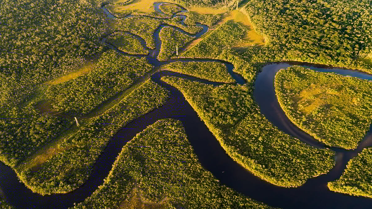 A view of towering trees in the Amazon rainforest