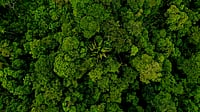 Tropical forests of Brazil