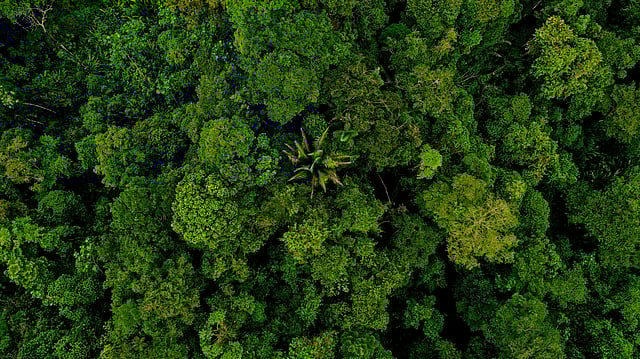 Brazil’s $125 Bn Forest Fund Launch Delayed Ahead of COP30 — Here’s Why