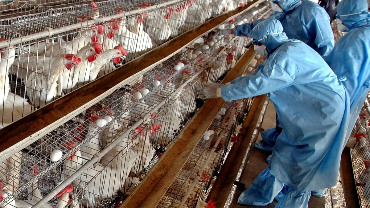 Indias Poultry Sector Eyes Domestic Consumption over Exports Amid Cost Pressures