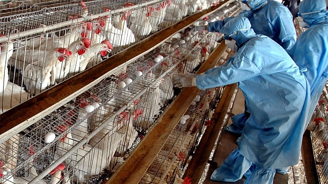India's Poultry Sector Eyes Domestic Consumption over Exports Amid Cost Pressures