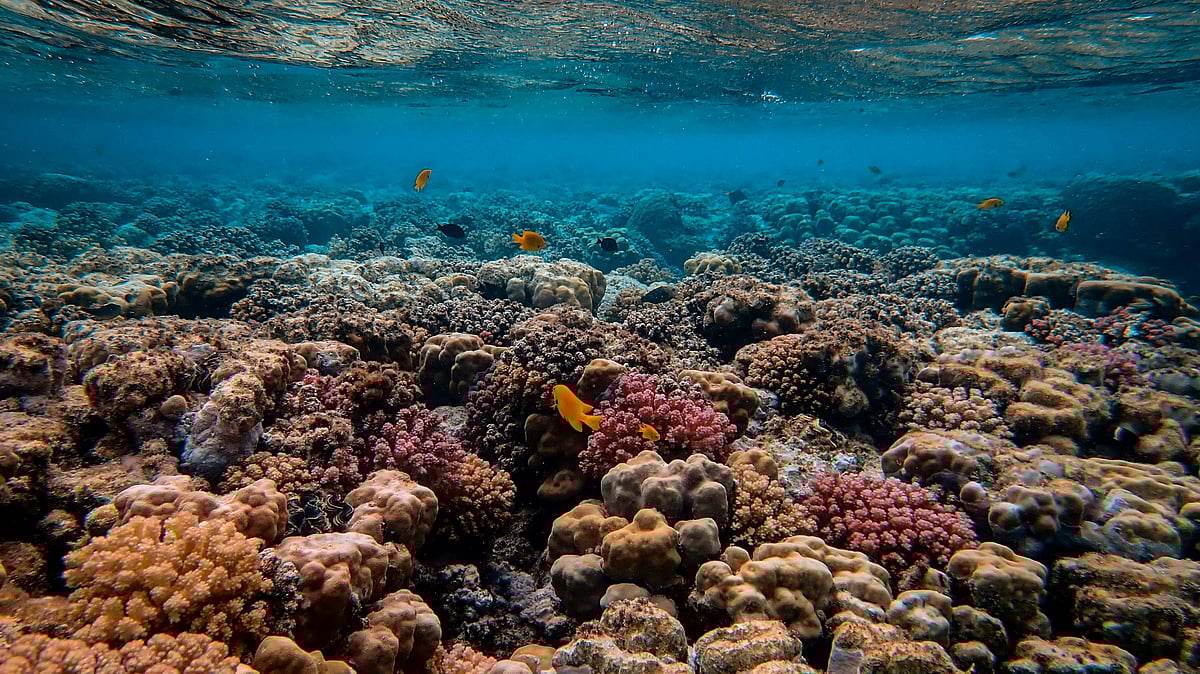Photo by Francesco Ungaro : Coral reefs