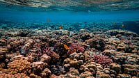 Photo by Francesco Ungaro : Coral reefs