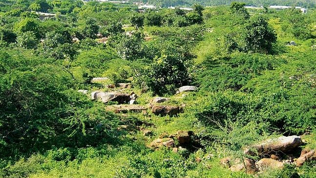 Delhi Govt to Develop 17 Urban Forests to Boost Green Cover, Combat Air Pollution 