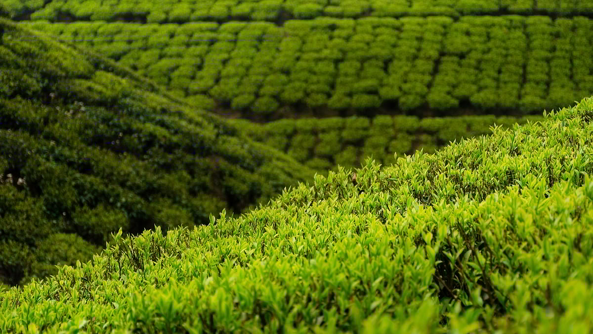 Darjeeling tea gardens