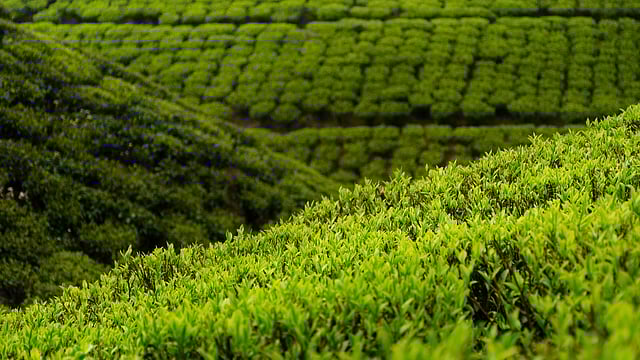Heavy Rains Ravage Darjeeling Tea Estates, ₹50 Crore Loss Linked to Climate Change