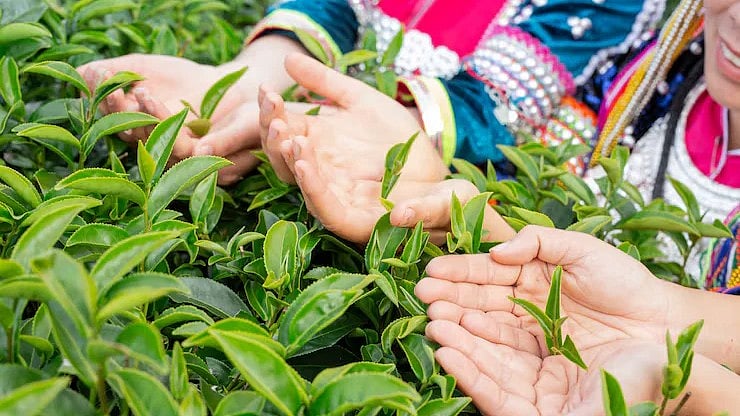 Freepik : Tea Exports