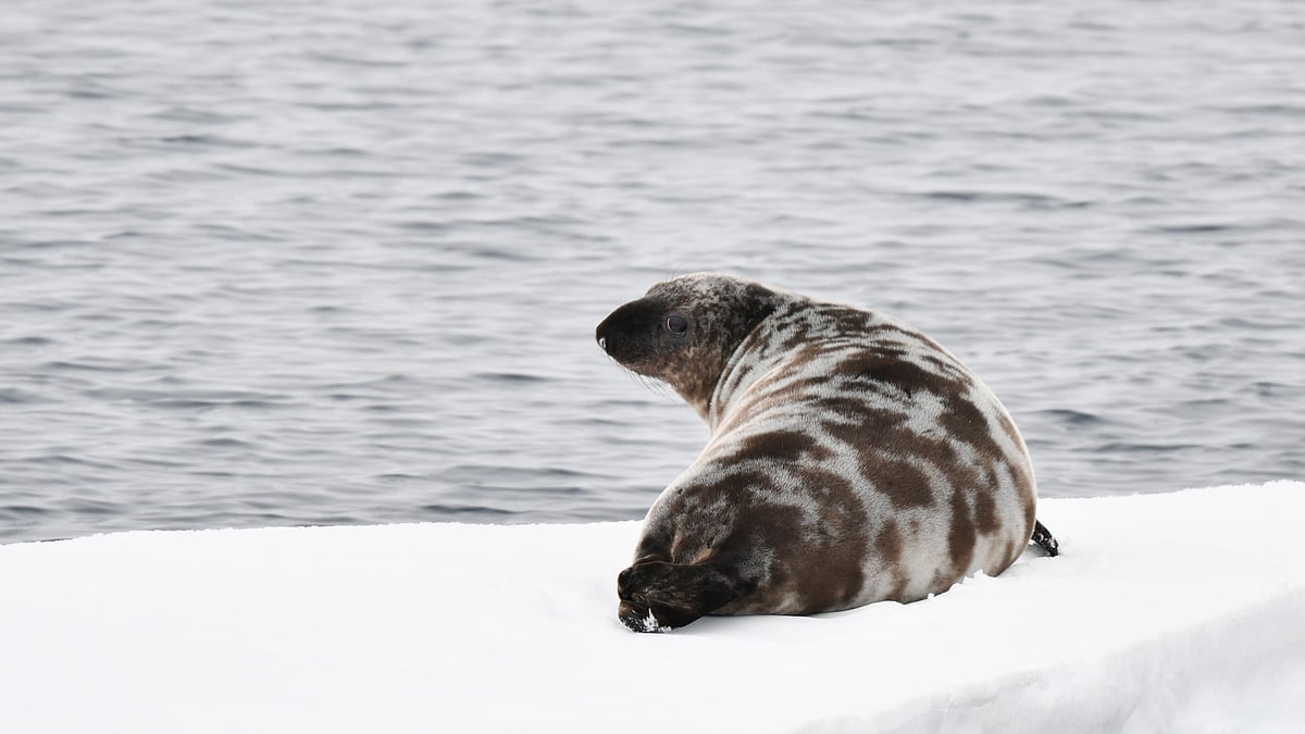 Hooded Seal (Cystophora cristata) resting on ice